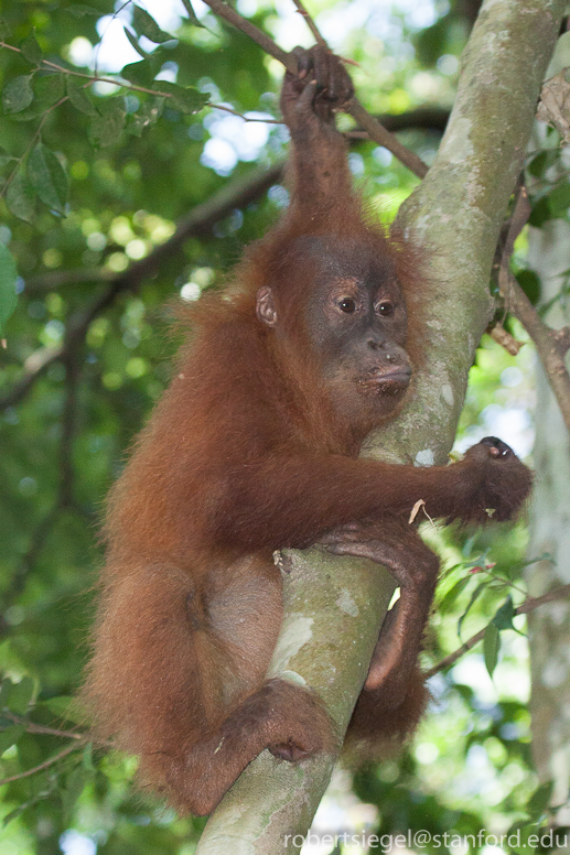 orangutan